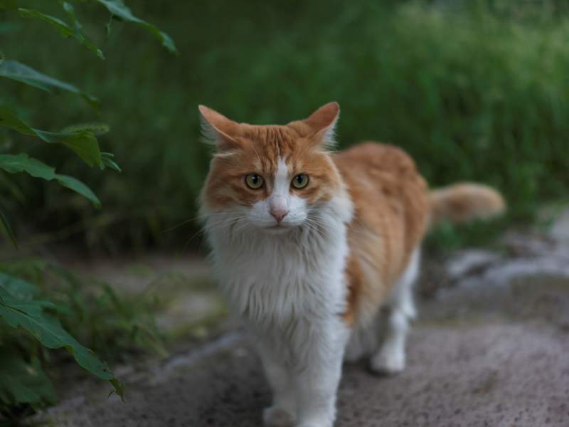 橙白猫在绿植旁凝视图片