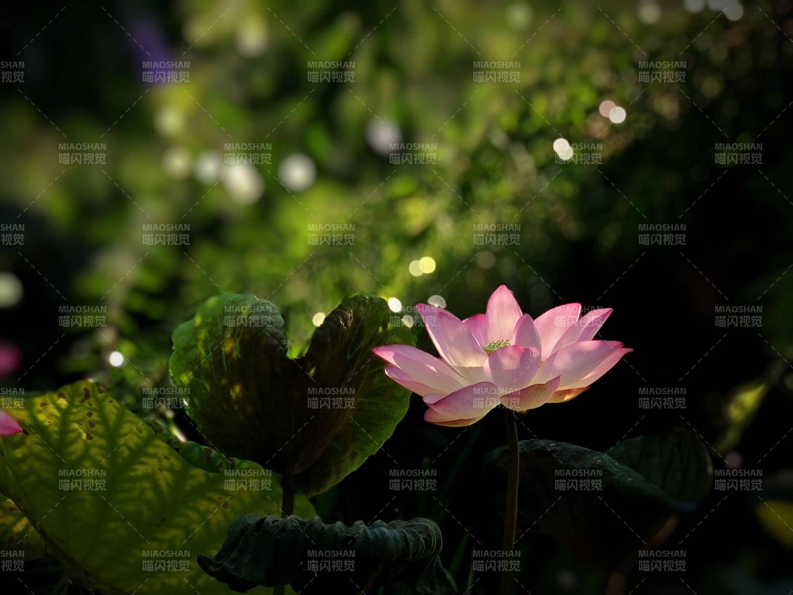 池塘中的莲花盛开图片