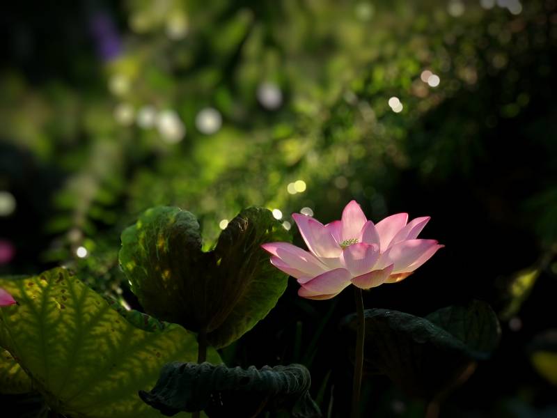 池塘中的莲花盛开图片