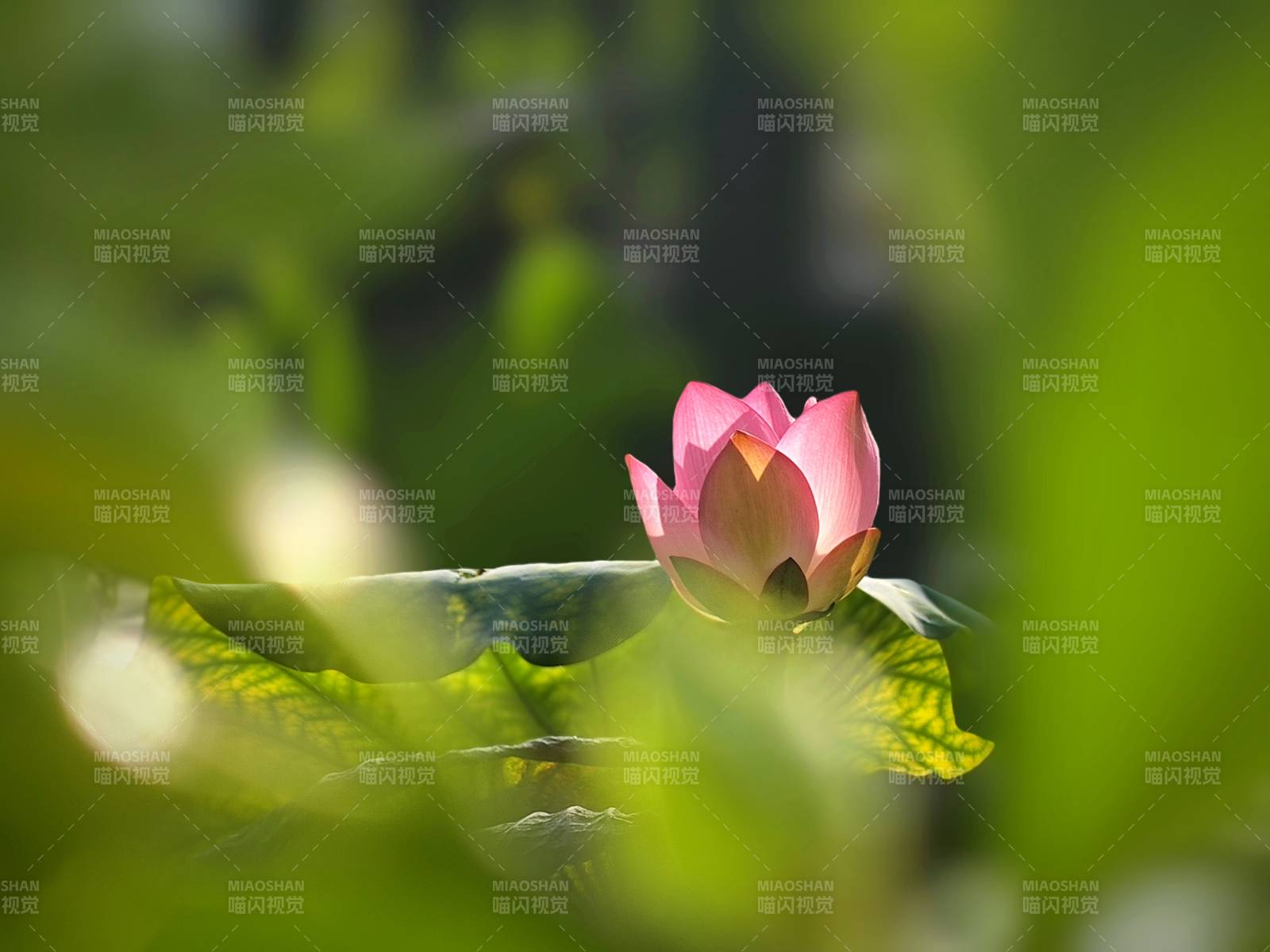 池中莲花静谧绽放图片