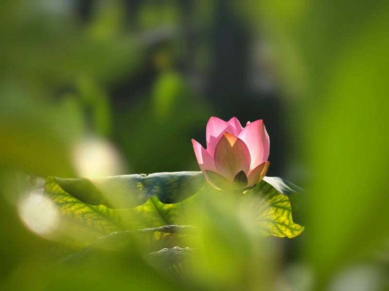 池中莲花静谧绽放图片