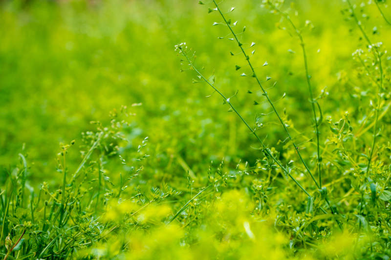 绿意盎然的草地特写图片