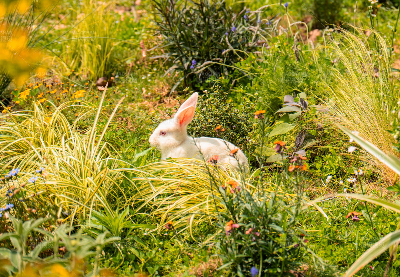 草丛中的小白兔图片