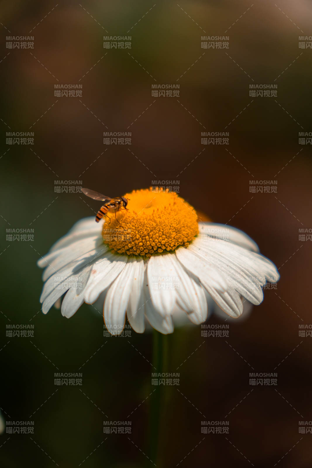 蜜蜂采蜜在雏菊上图片