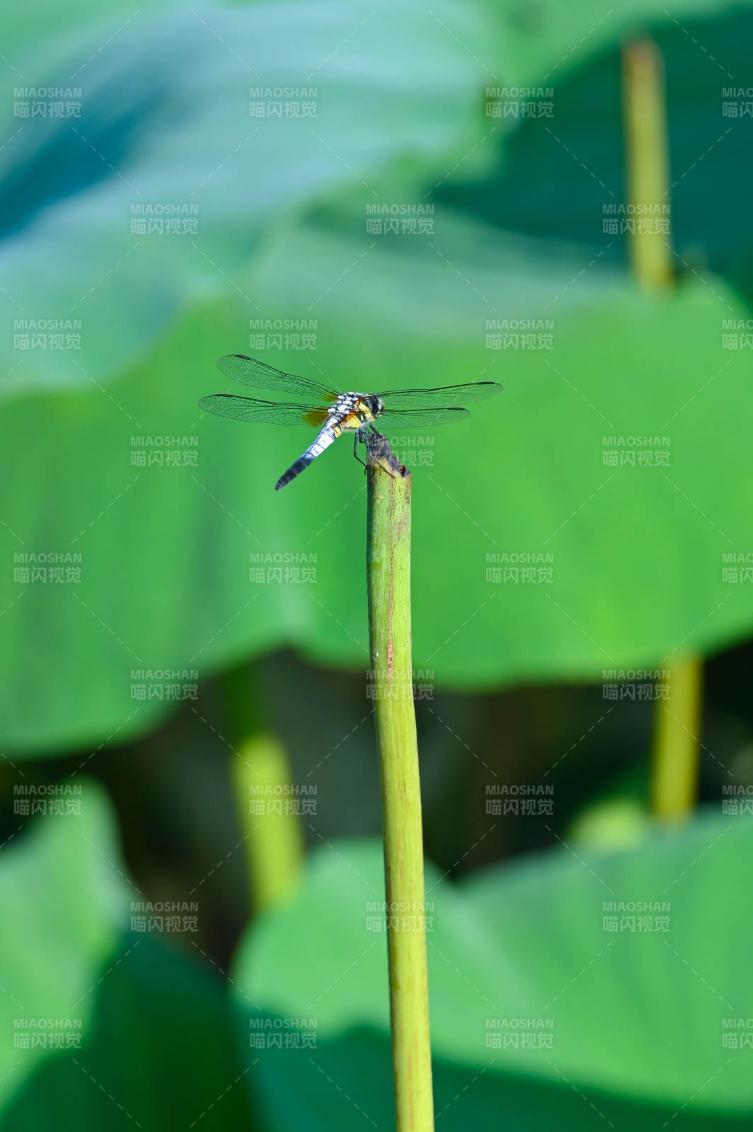 荷叶上的蜻蜓图片