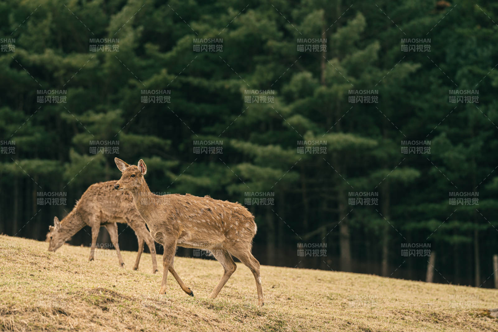 林间漫步的鹿群图片