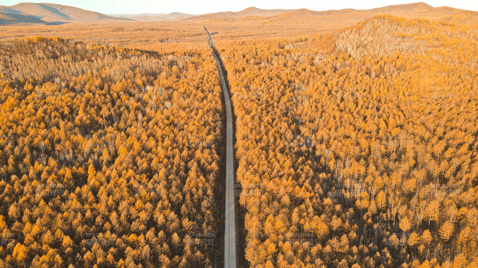 大兴安岭秋林大道 金色梦境图片