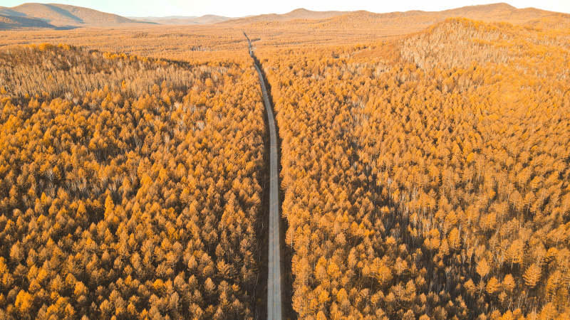大兴安岭秋林大道 金色梦境图片