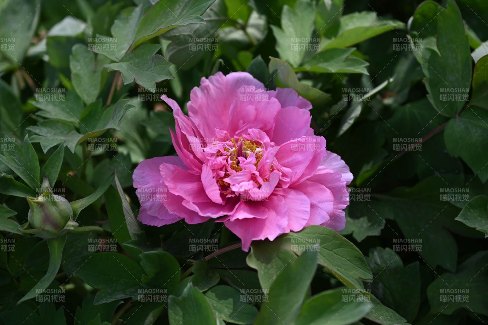粉红牡丹花绽放绿叶间图片