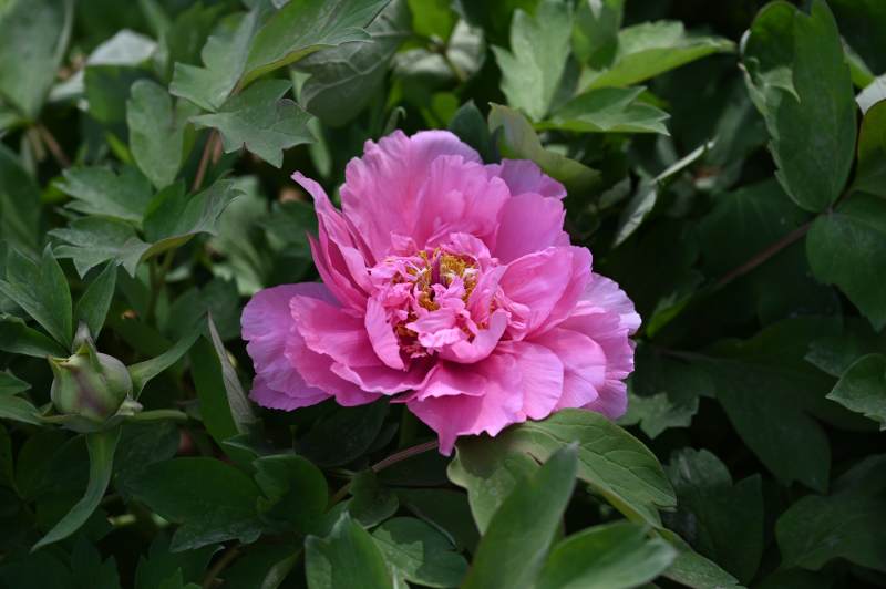 粉红牡丹花绽放绿叶间图片