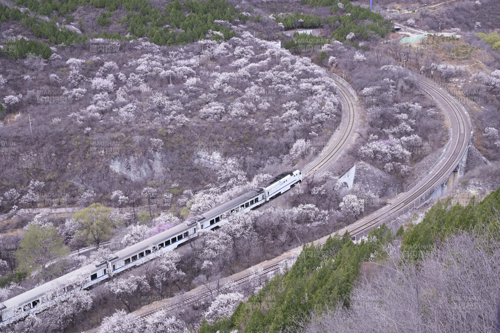 春日，列车穿越花海。居庸关花海。图片