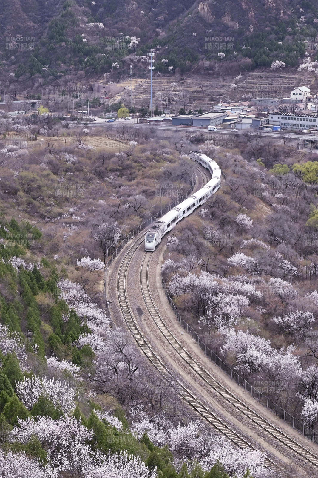 山间，列车蜿蜒穿花海。居庸关花海。图片