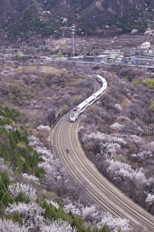 山间，列车蜿蜒穿花海。居庸关花海。图片