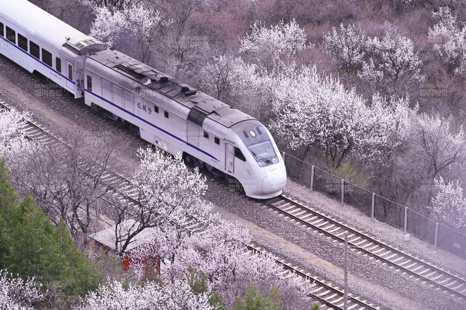 列车穿越花海图片