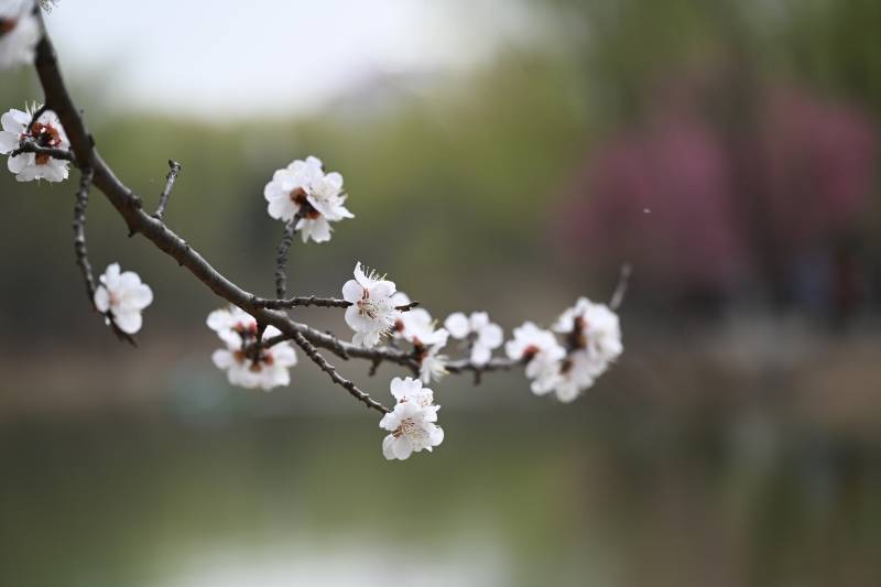 春日枝头白花绽放图片