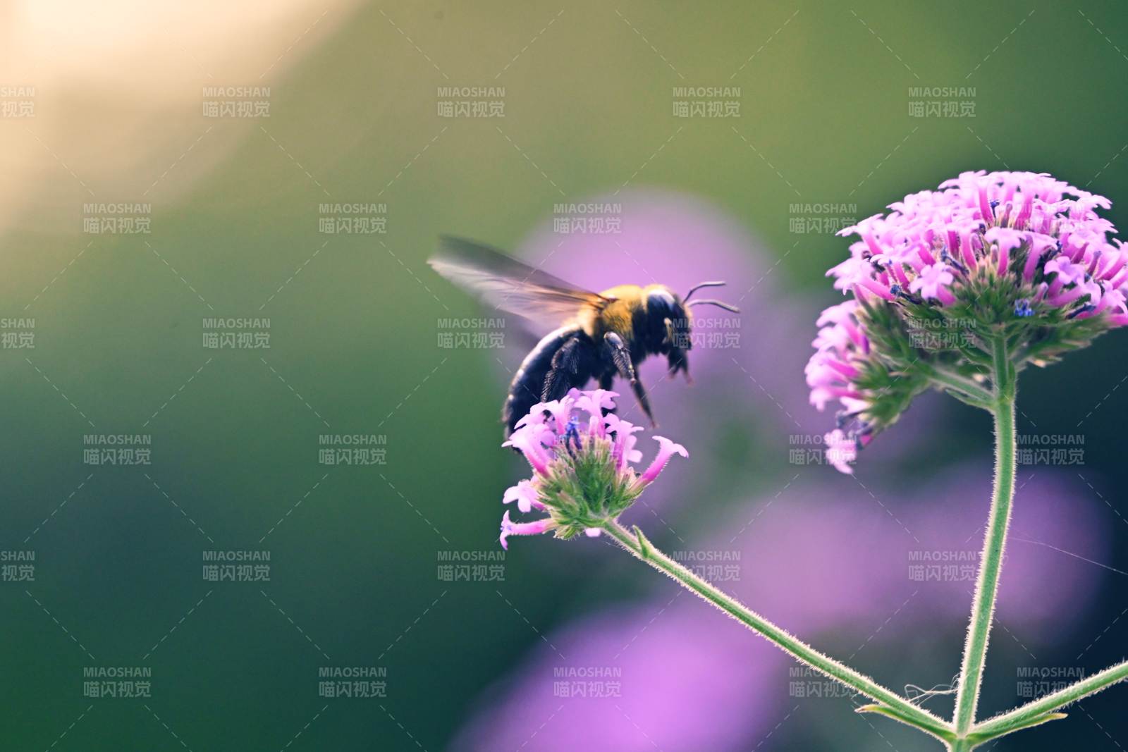 蜜蜂采蜜花间舞图片