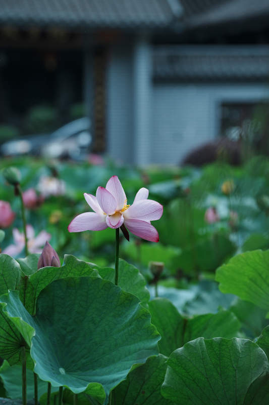 池塘中的莲花盛开图片