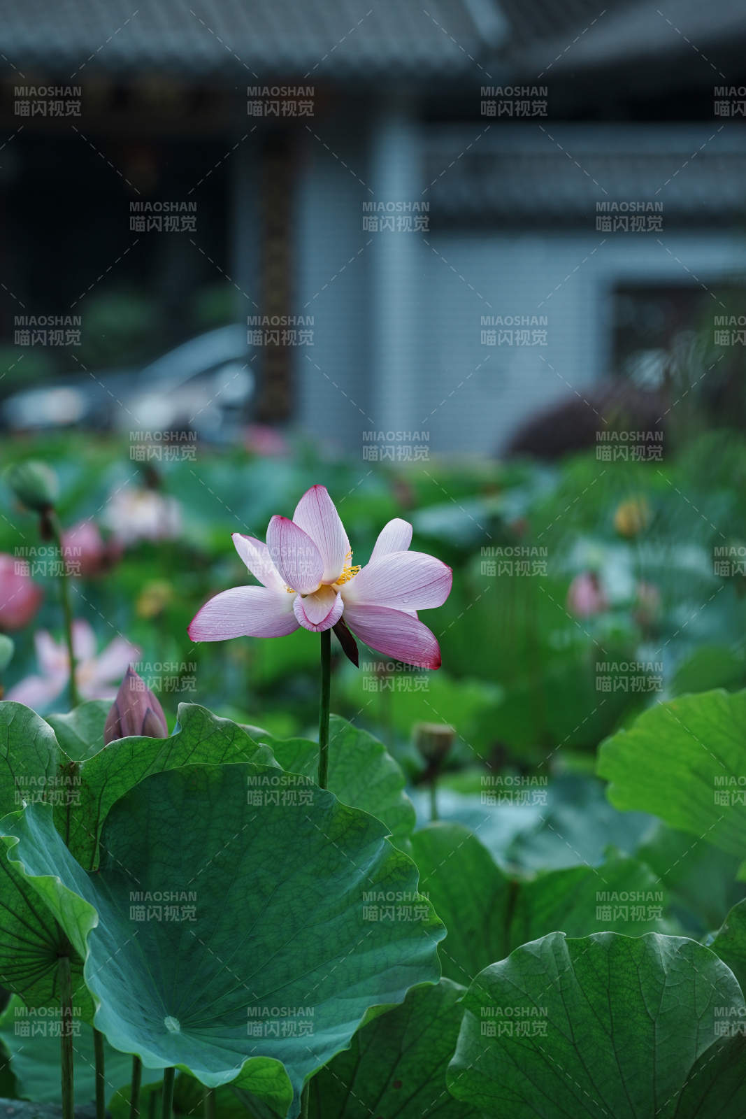 池塘中的莲花盛开图片