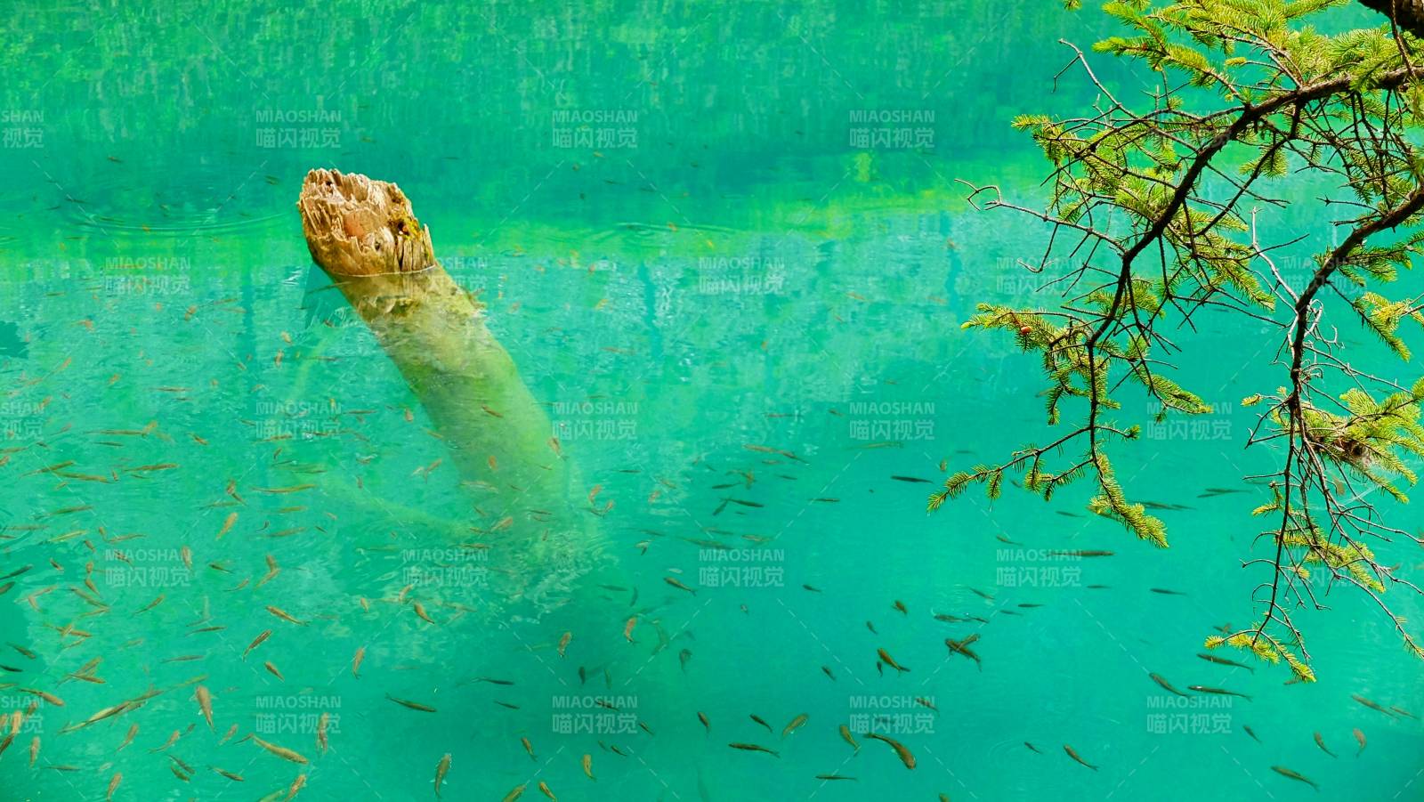 九寨归来不看水图片