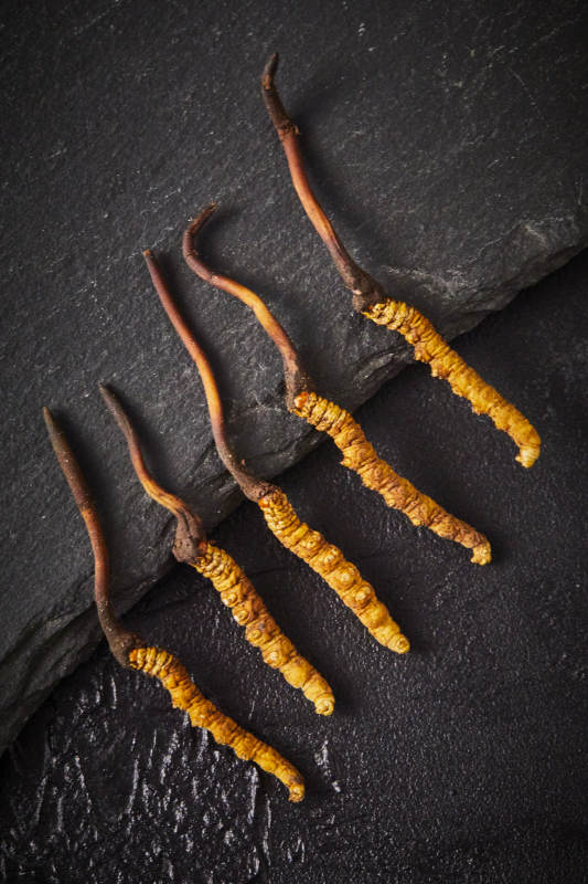 冬虫夏草特写图图片