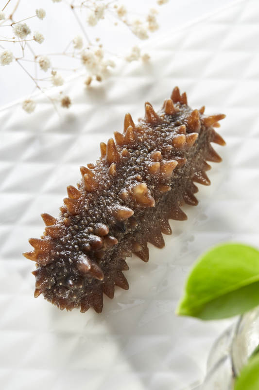 海参特写 清新自然背景图片