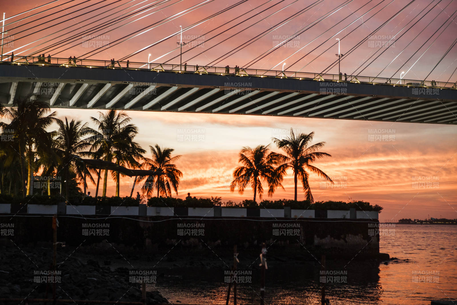 海口夕阳下的世纪大桥与椰子树图片