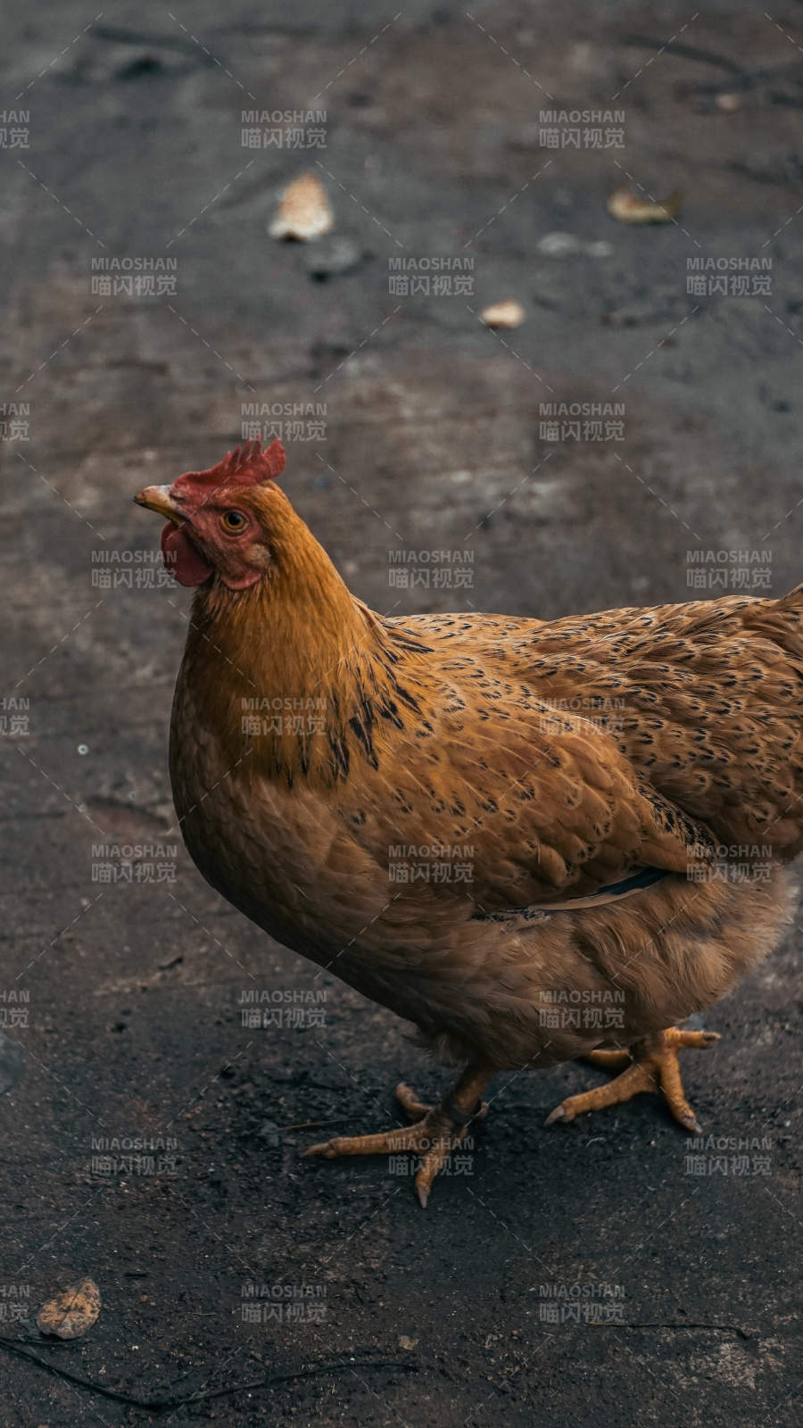 棕色母鸡在地面上行走图片
