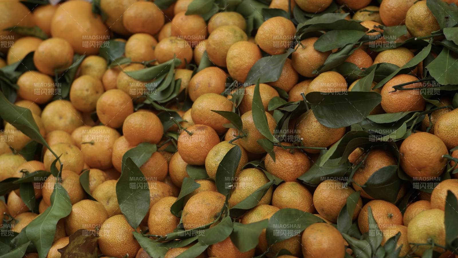 新鲜柑橘堆满画面图片
