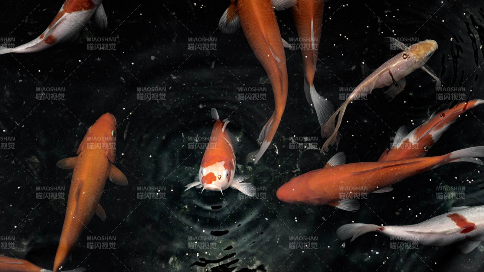 池中锦鲤游弋图图片