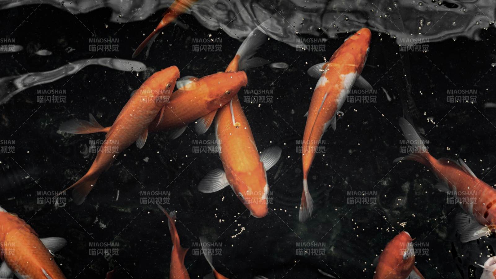 池中锦鲤游动图图片