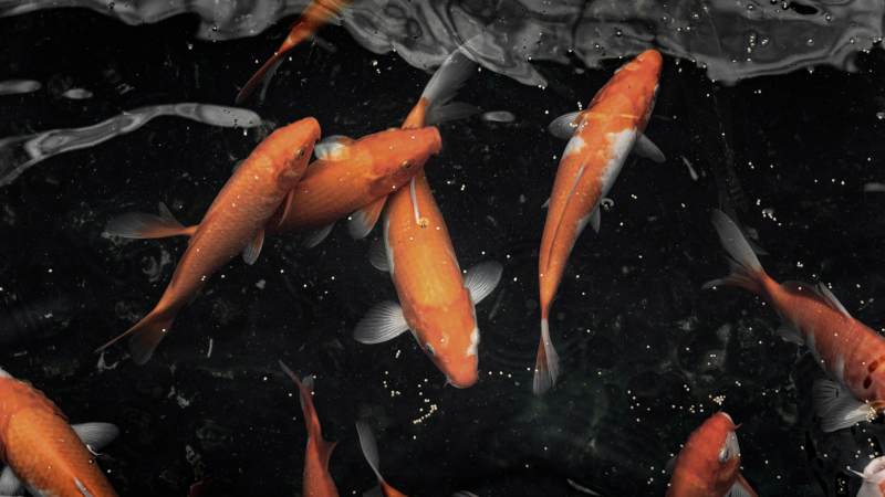 池中锦鲤游动图图片