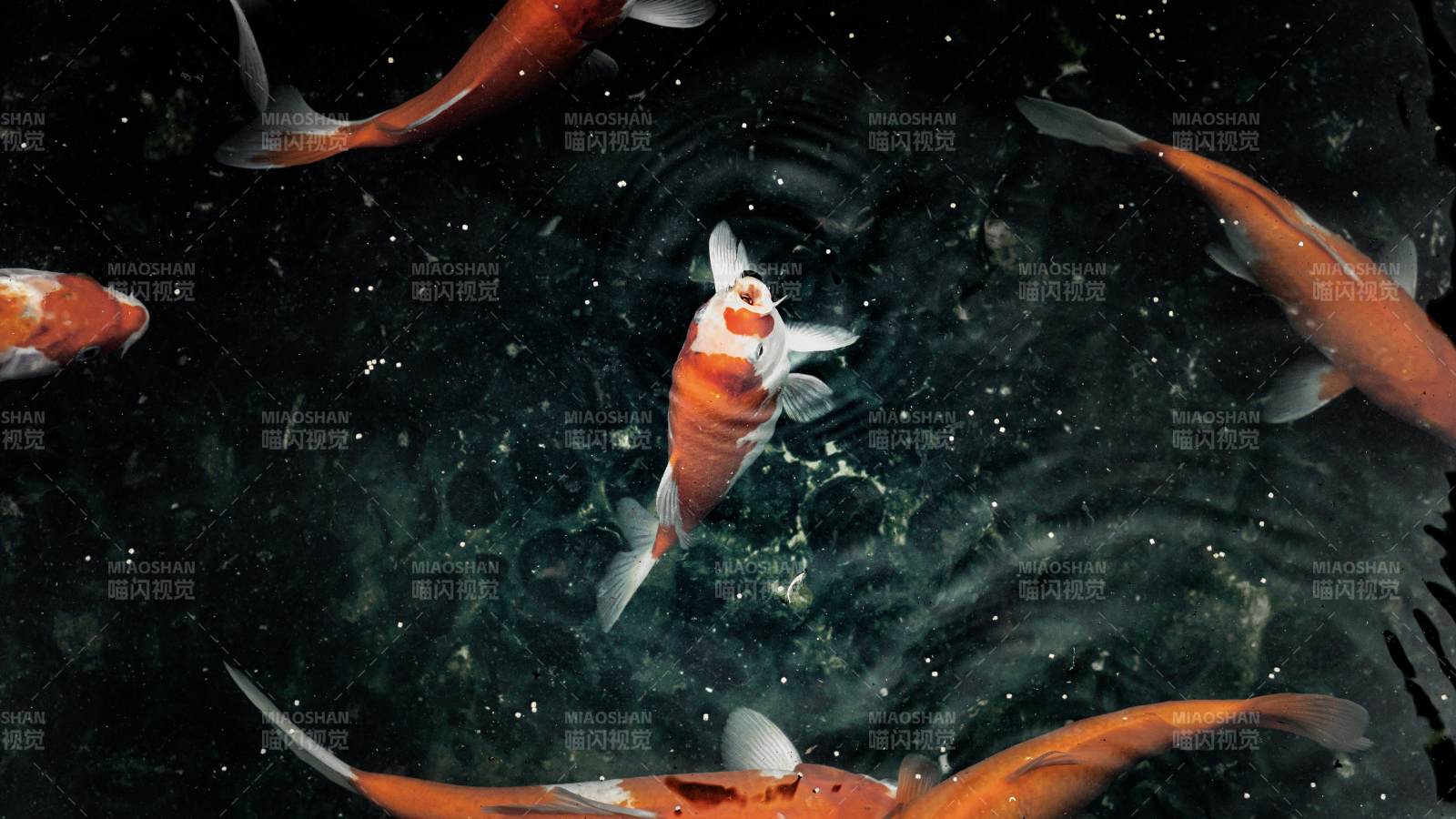 池中锦鲤悠然游弋图片