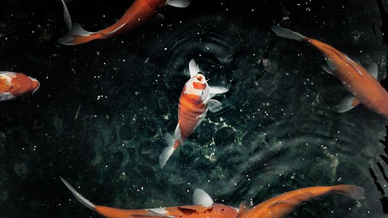 池中锦鲤悠然游弋图片