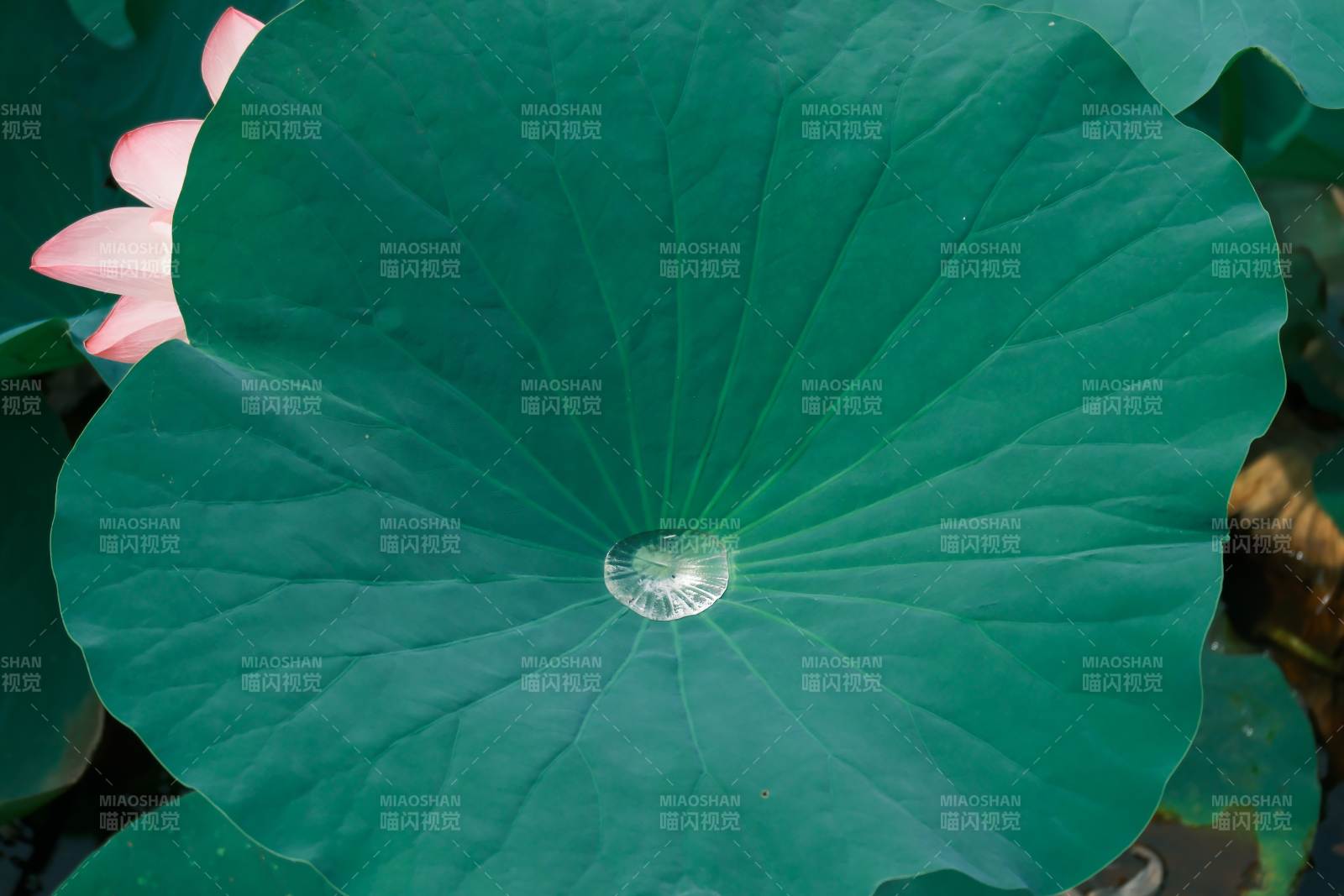 荷叶上的水珠与荷花图片