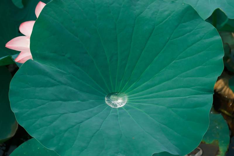 荷叶上的水珠与荷花图片