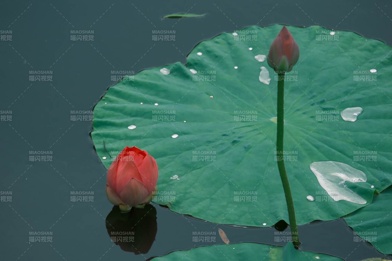 荷叶上的两朵莲花图片