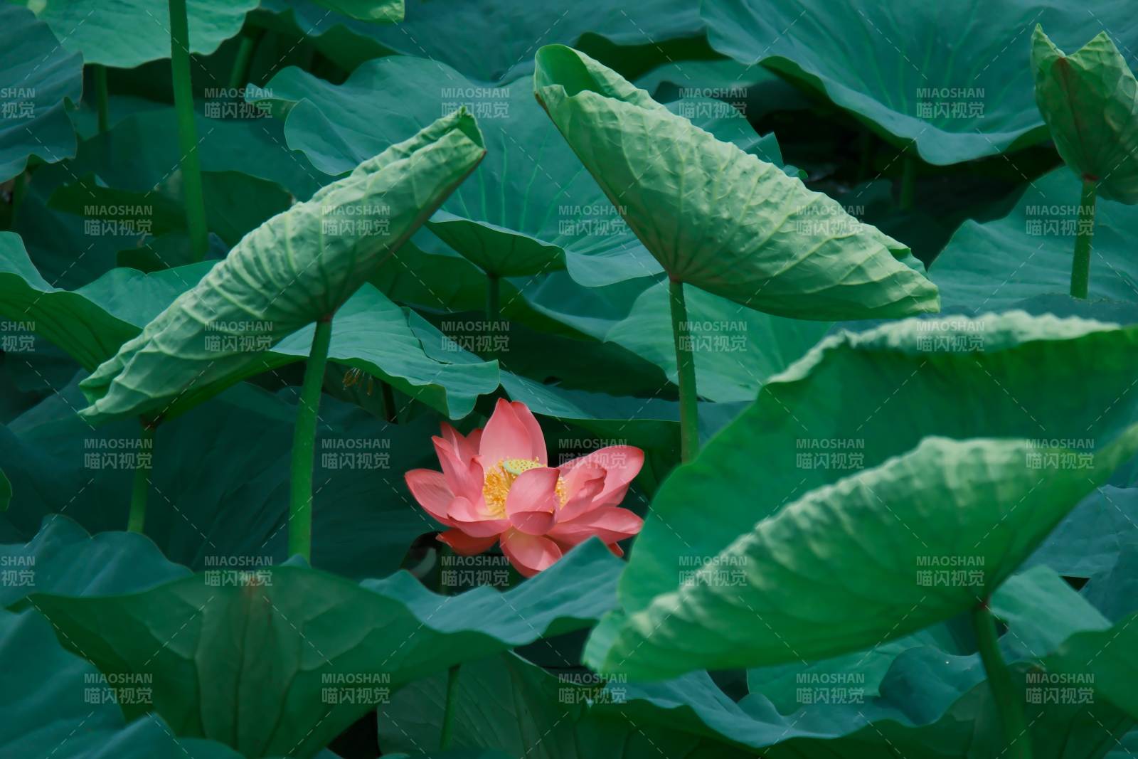 荷塘中的粉色莲花图片