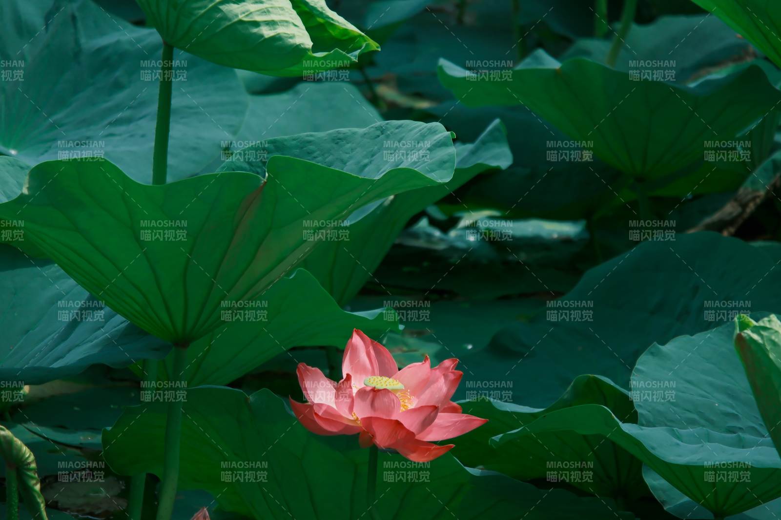 荷塘月色 莲花绽放图片