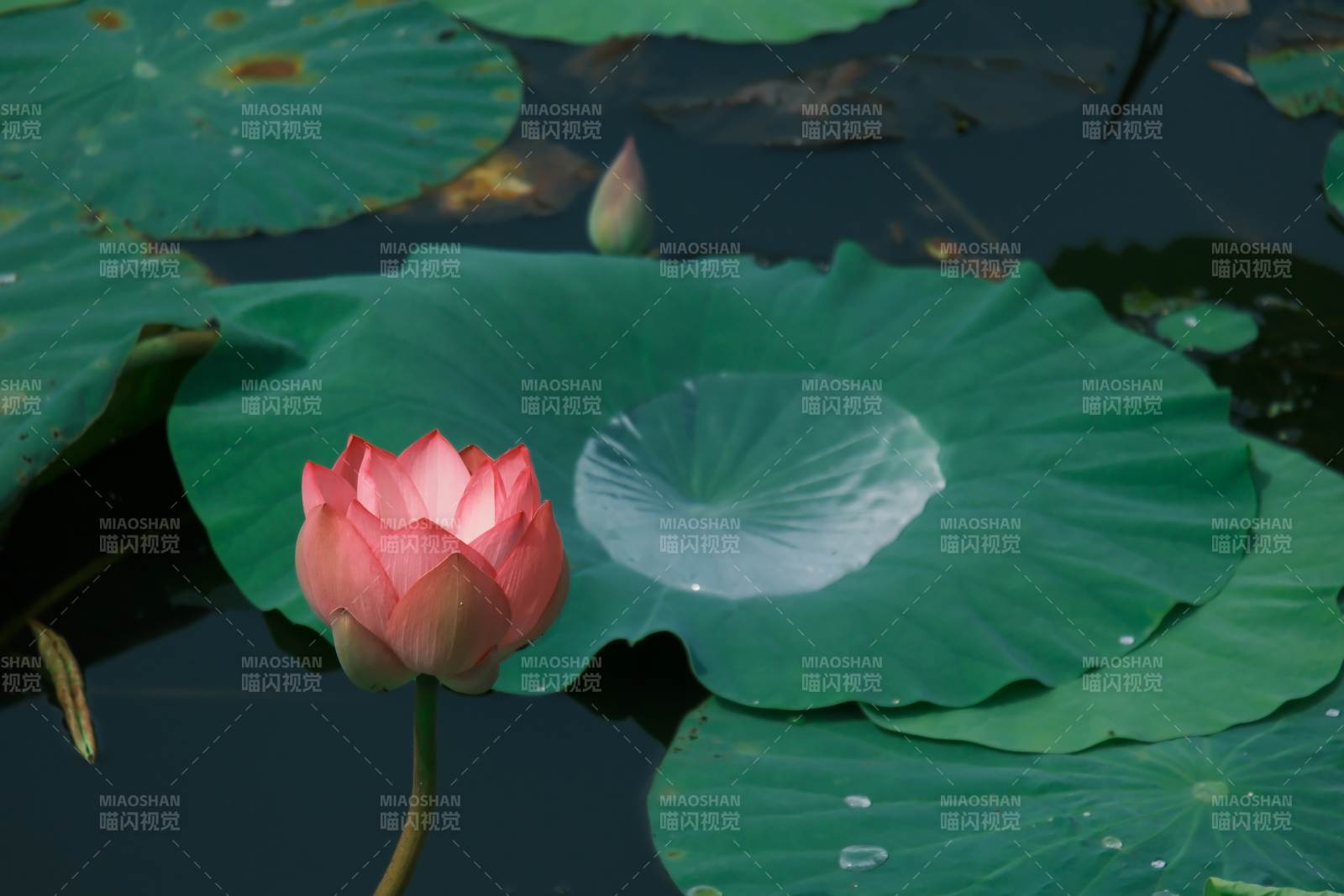 池塘中的莲花与荷叶图片