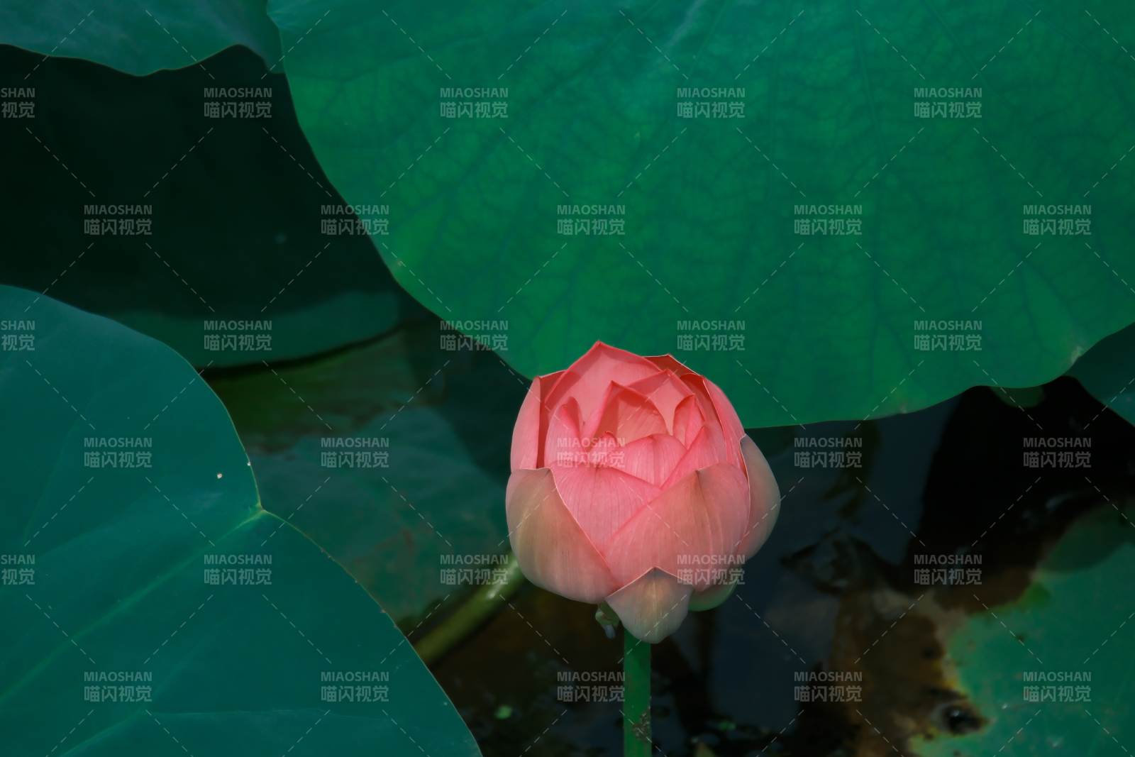 莲花初绽 绿叶相衬图片