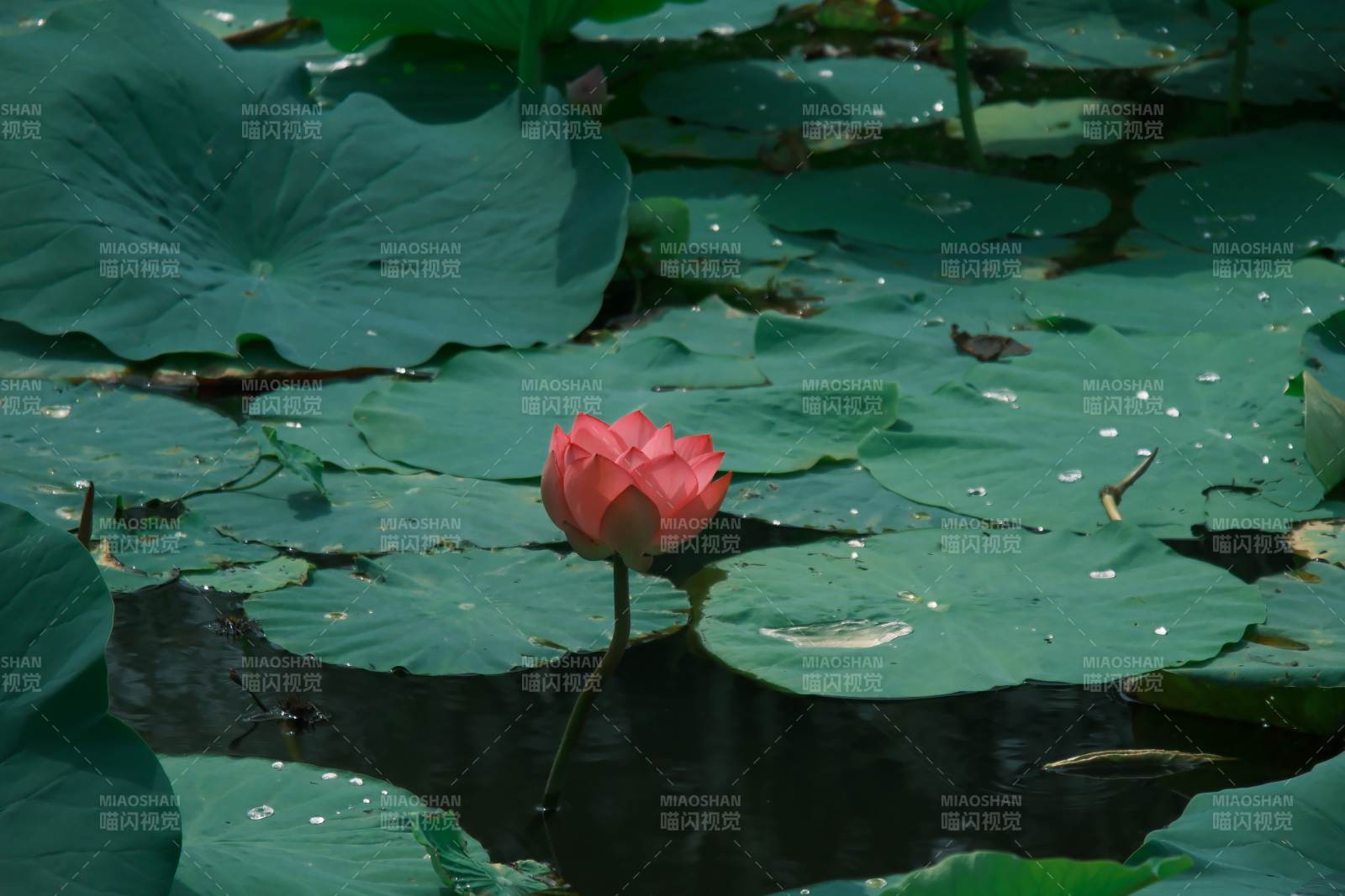 池塘中的莲花盛开图片
