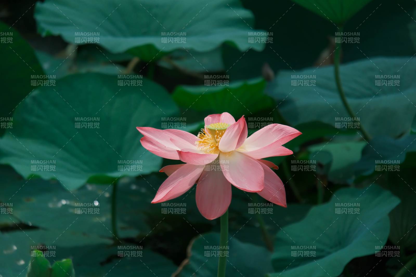 池塘中的莲花盛开图片