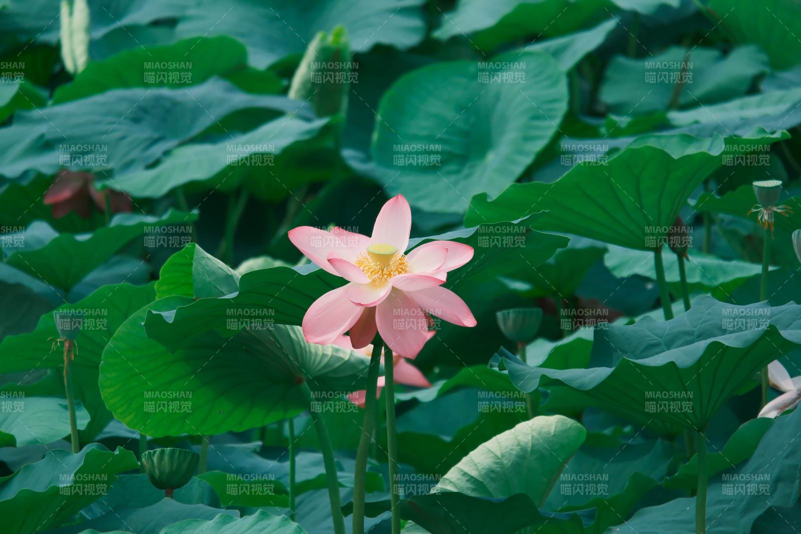 荷塘中的粉色莲花图片