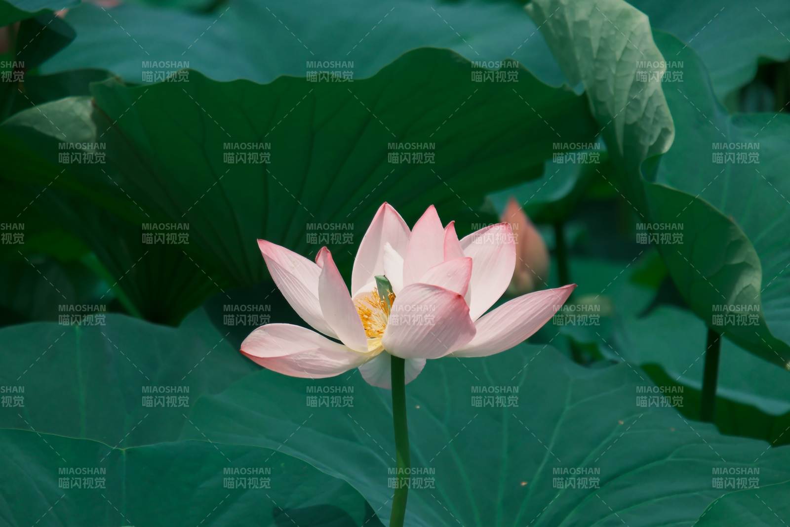 莲花绽放 绿叶相伴图片