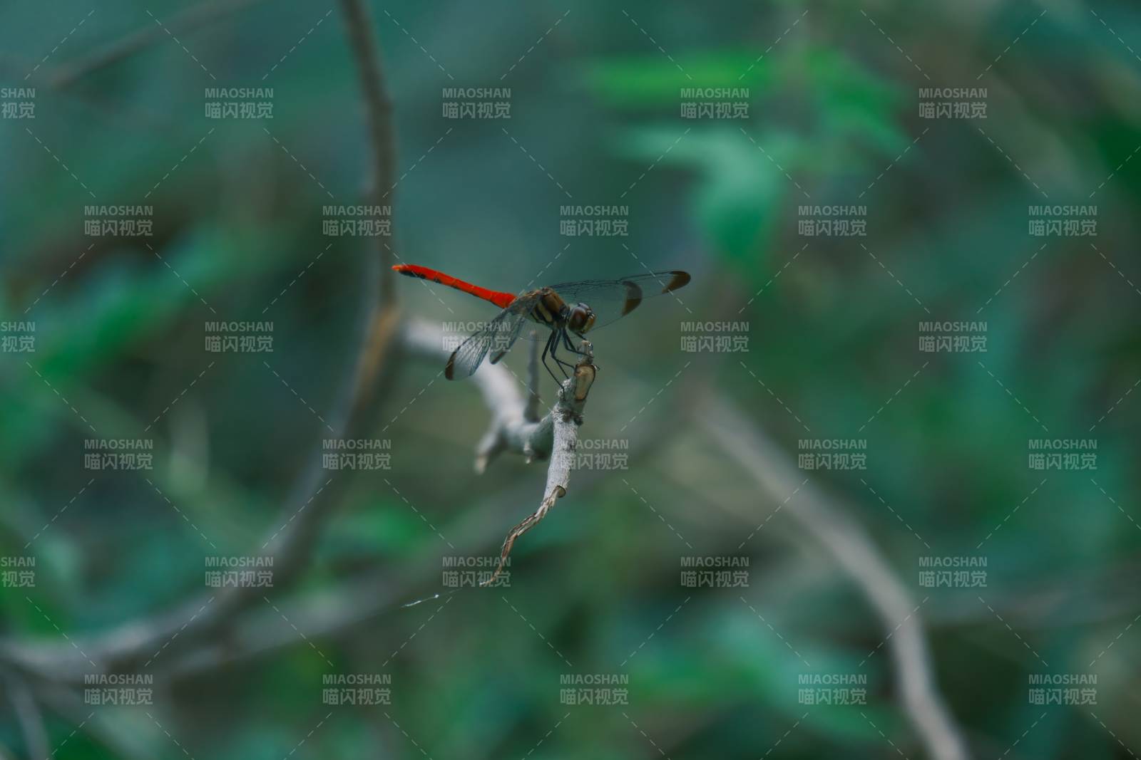 红蜻蜓栖息枝头图片