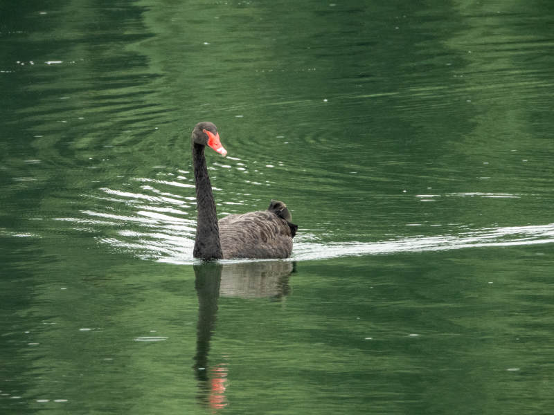湖中黑天鹅静谧游弋图片