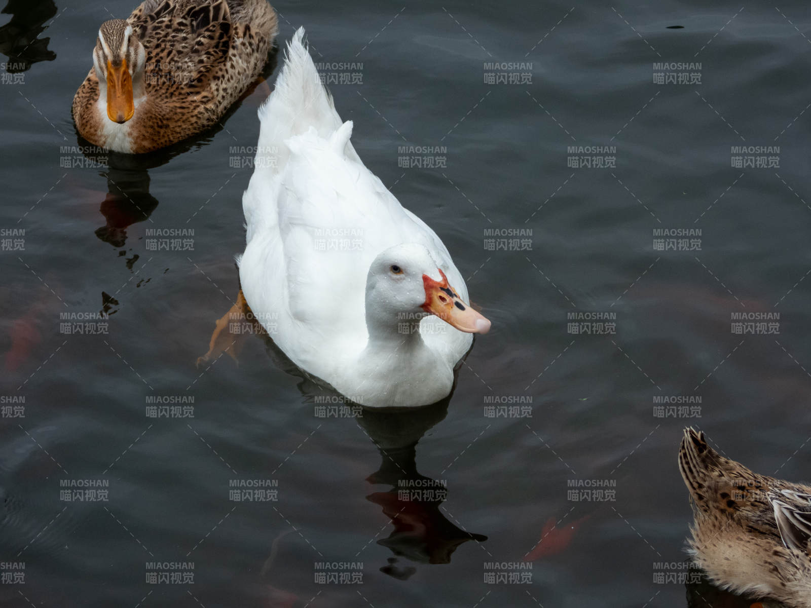 水中白鸭与野鸭共游图片