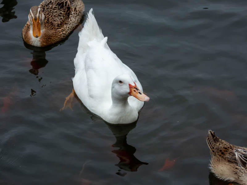 水中白鸭与野鸭共游图片
