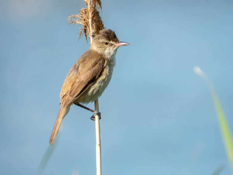苇莺栖息于细枝之上图片