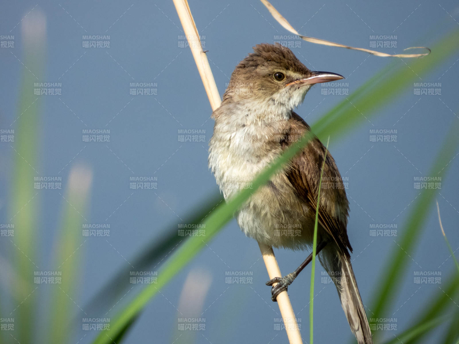 苇莺栖息于芦苇之上图片